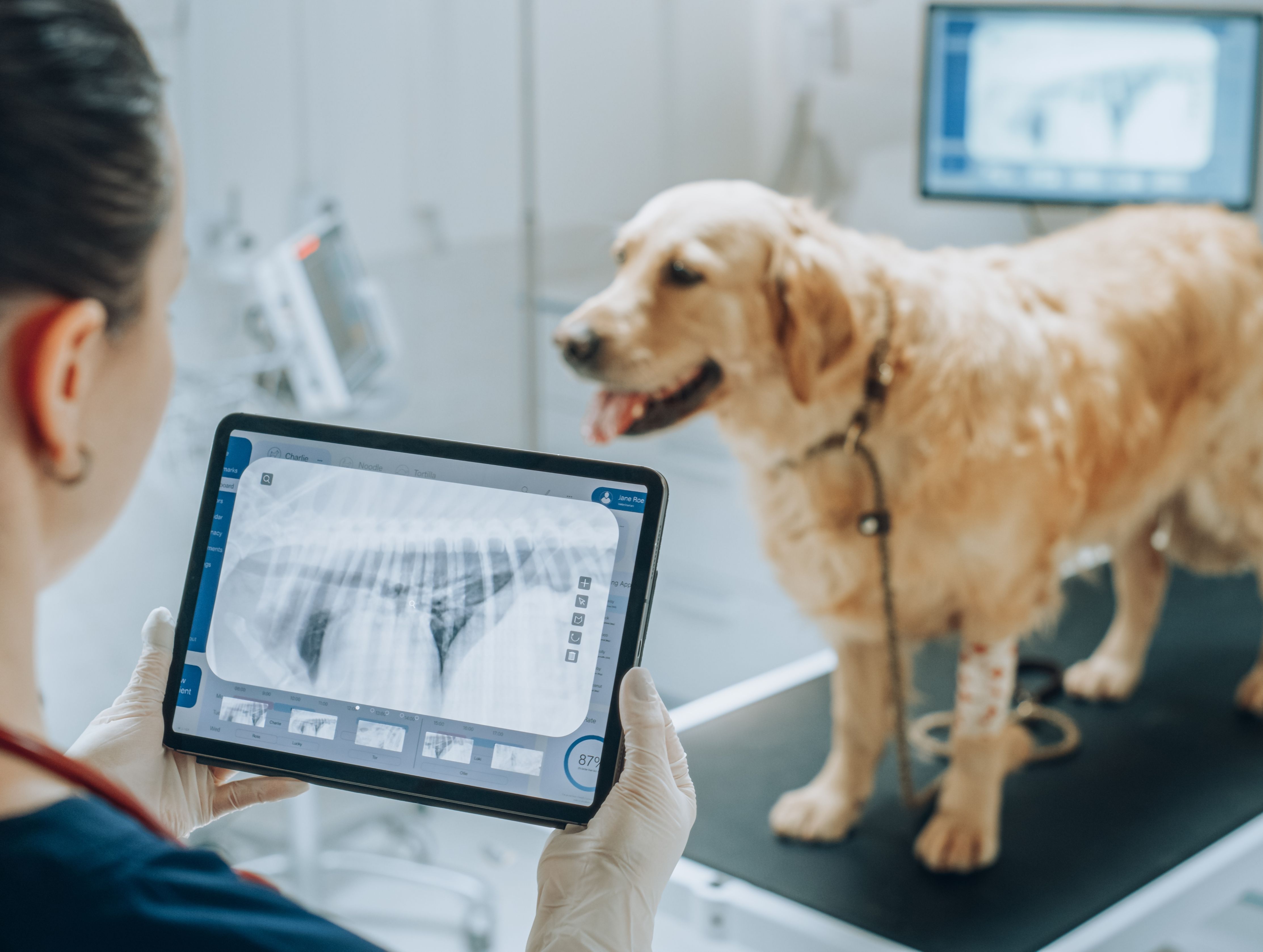 What to Expect during a CT or MRI Scan for Your Pet